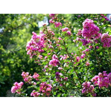 Lagerstroemia bez południa