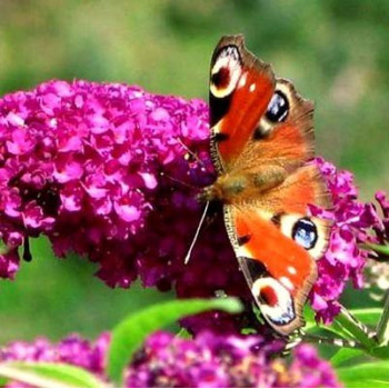 Krzewuszka Cudowna "Monet" (Verweig)