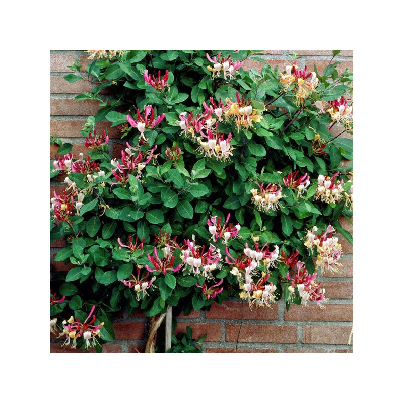 Wiciokrzew pomorski Serotina sklep