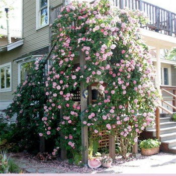 Róża pnąca różowa