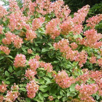 Hortensja bukietowa 'PINK DIAMOND'