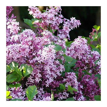 Lilak Meyera Palibin miniatura