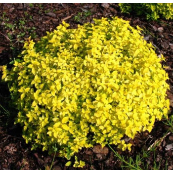 Tawuła japońska "Golden Carpet"