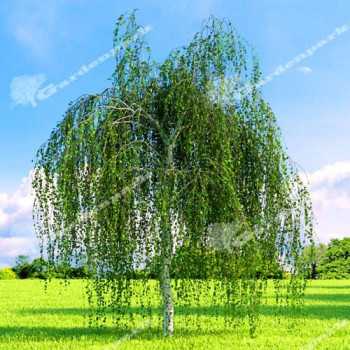 Brzoza brodawkowata 'YOUNGII'