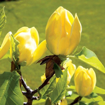 Magnolia brooklińska 'Yellow Bird' - sadzonka 60 - 80 cm