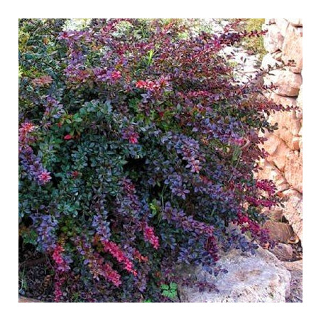 Berberys Red Jewel cena