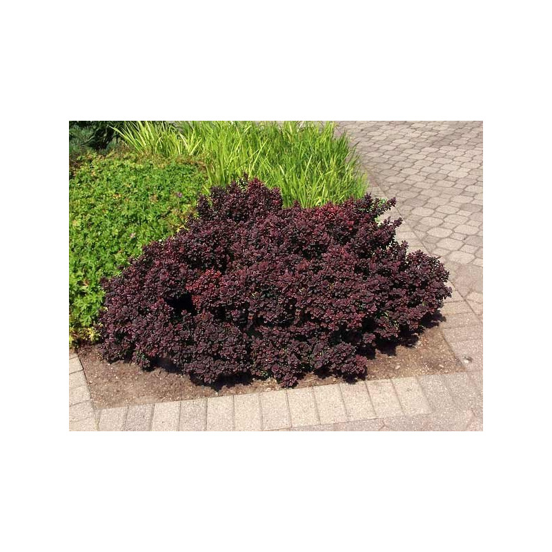 Berberys Bordowy Concorde