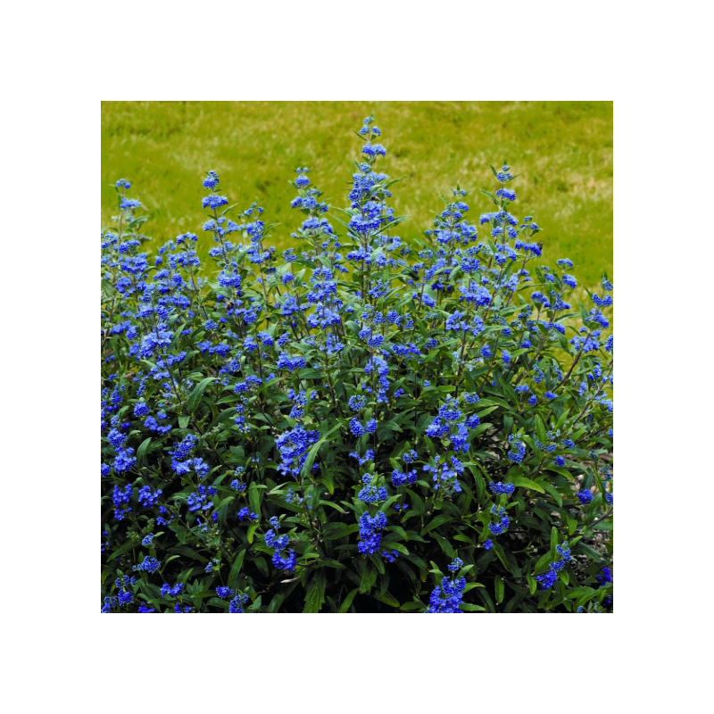 Barbula Heavenly Blue sadzonki