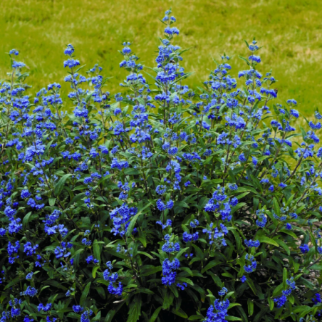 Barbula Heavenly Blue sadzonki