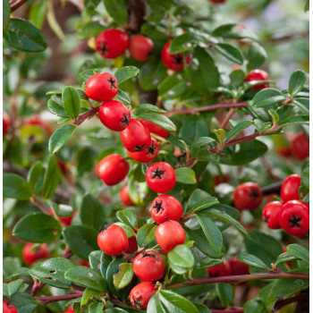 Irga "Little Beauty"