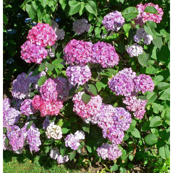 Hortensja piłkowana 'PREZIOSA'