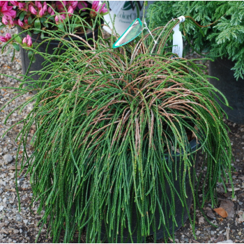 Żywotnik (thuja) olbrzymi "Whipcord"