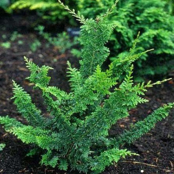 Cyprysik tępołuskowy Teddy Bear