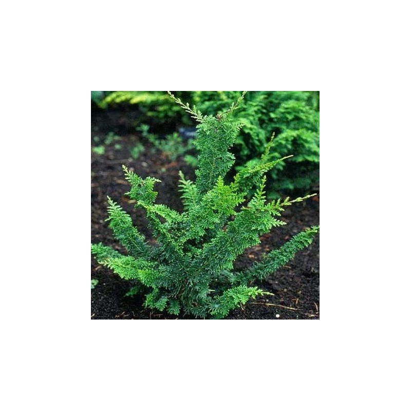 Cyprysik tępołuskowy Teddy Bear