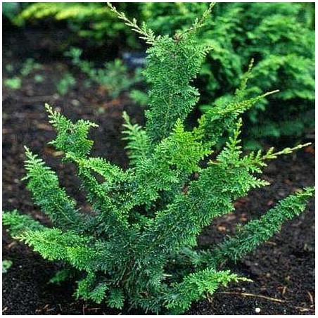 Cyprysik tępołuskowy Teddy Bear