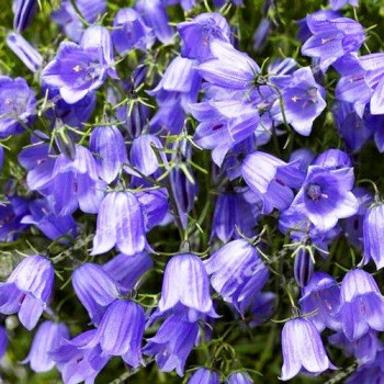 Dzwonek drobny "Swinging Bells Blue"