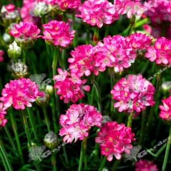 Zawciąg nadmorski "Armada Rose"