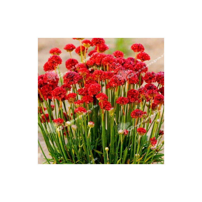 Zawciąg szerokolisty Ballerina Red