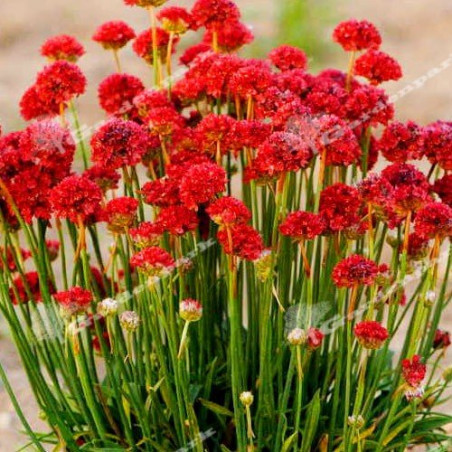 Zawciąg szerokolisty Ballerina Red