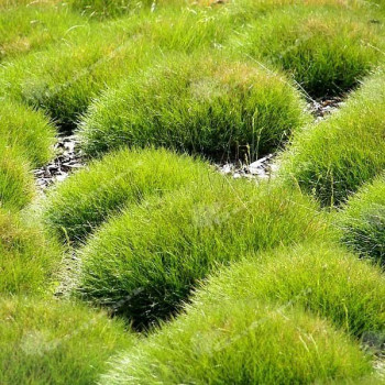 Kostrzewa Miotlasta (niedźwiedzie futro)