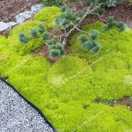 Karmnik ościsty sklep