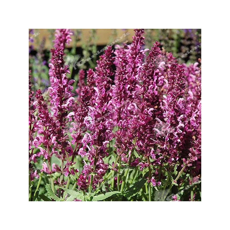 szałwia różowa cena