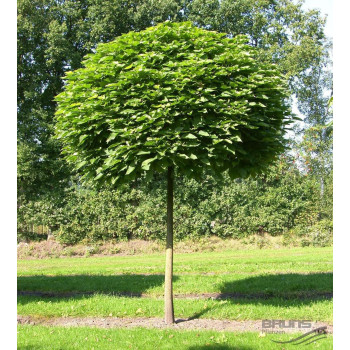 Surmia bignoniowa 'Nana' · Catalpa nana