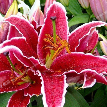 Lilia orientalna Maru