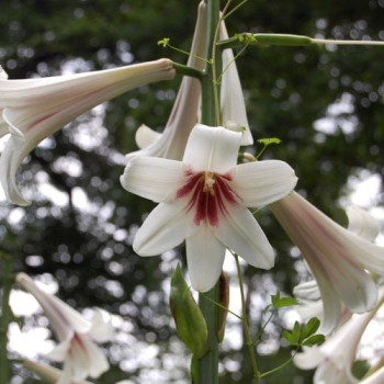 Lilia Himalajska biała Olbrzymia