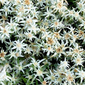 Szarotka alpejska "Everest"