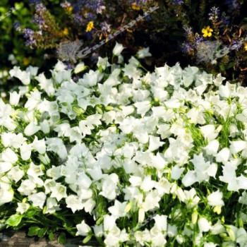 Dzwonek drobny "Swinging Bells White"