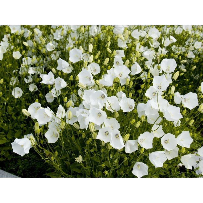 Dzwonek karpacki biały