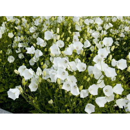 Dzwonek karpacki biały