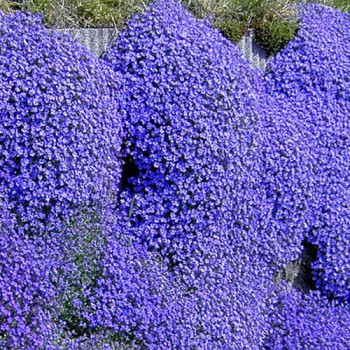 Żagwin ogrodowy "Mid Blue"