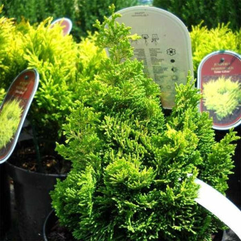 Cyprysik tępołuskowy  "MEROKE TWIN"