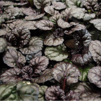 Dąbrówka (Ajuga) "BLACK SCALLOP"