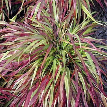 Hakonechloa Macra Naomi