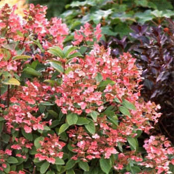 Hortensja bukietowa "EARLY SENSATION"