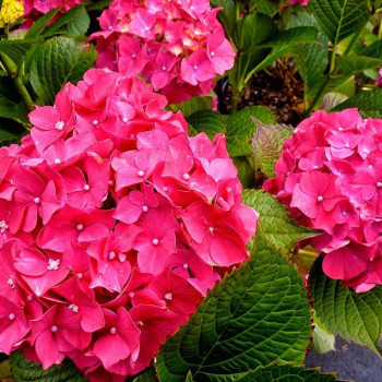 Hortensja Ogrodowa 'GLOWING EMBERS'