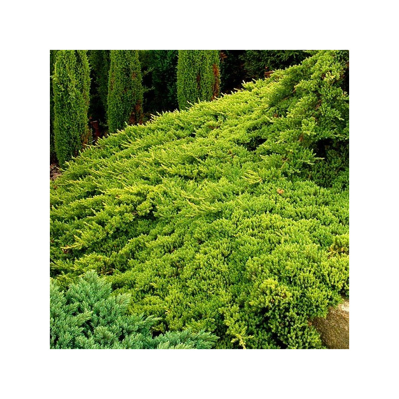 Jałowiec rozesłany nana