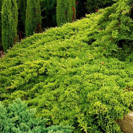 Jałowiec rozesłany nana