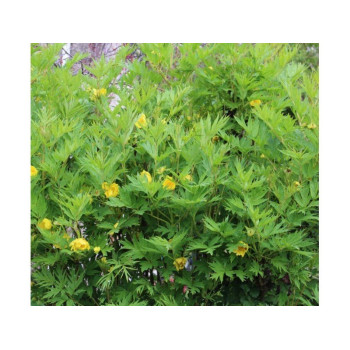 Piwonia Żółta - Ludlowll