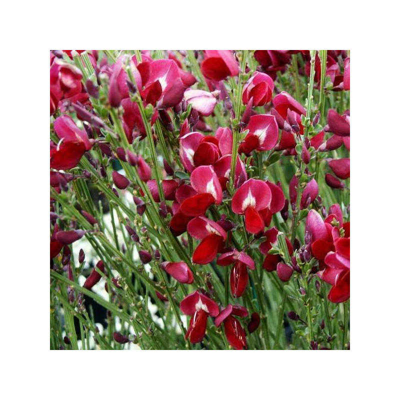 Żarnowiec miotlasty