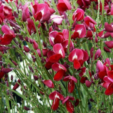 Żarnowiec miotlasty