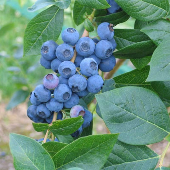 Borówka amerykańska "BLUECROP" - SADZONKA 3 LETNIA