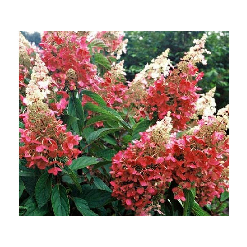 Hortensja bukietowa Pinky Winky