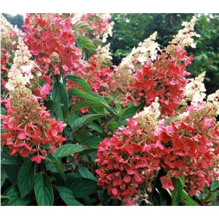 Hortensja bukietowa Pinky Winky