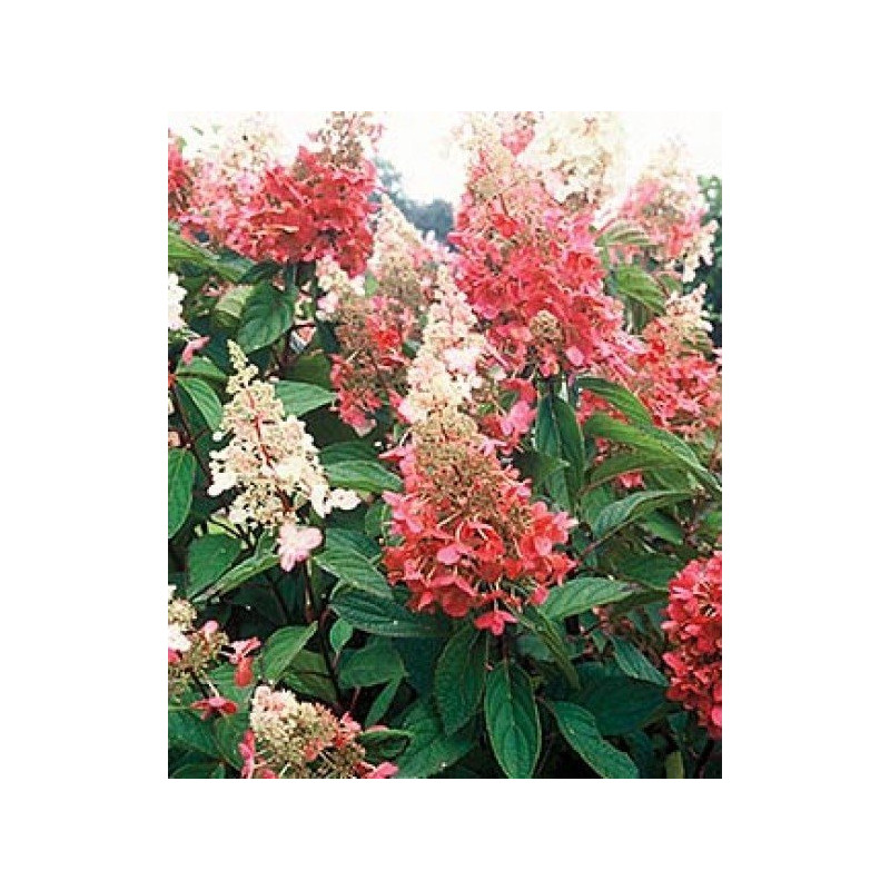 Hortensja bukietowa Pinky Winky