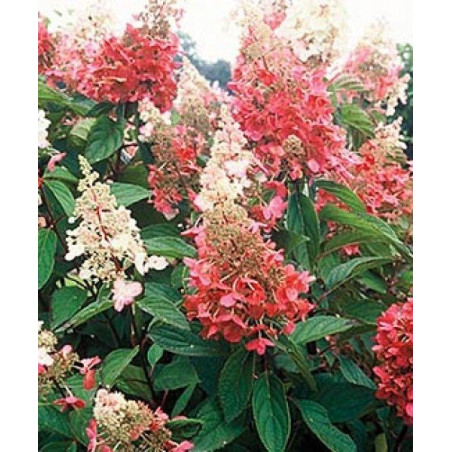 Hortensja bukietowa Pinky Winky