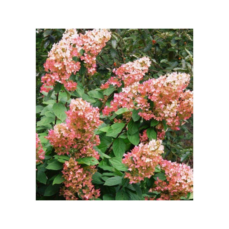 Hortensja bukietowa Pinky Winky